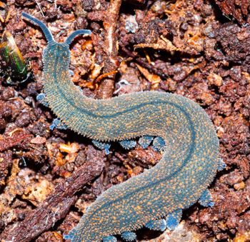 Media type: image;   Invertebrate Zoology 64805 Description: insitu image;